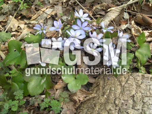 Leberblumen 4.jpg